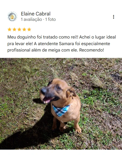 Avaliação real de tutor no Google